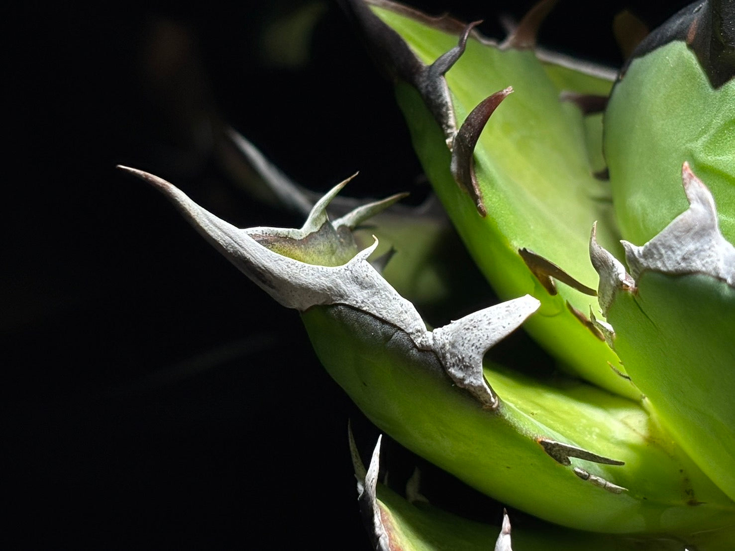 〈Lize‐リゼ〉恐竜牙歯 〈品番-DL-5〉