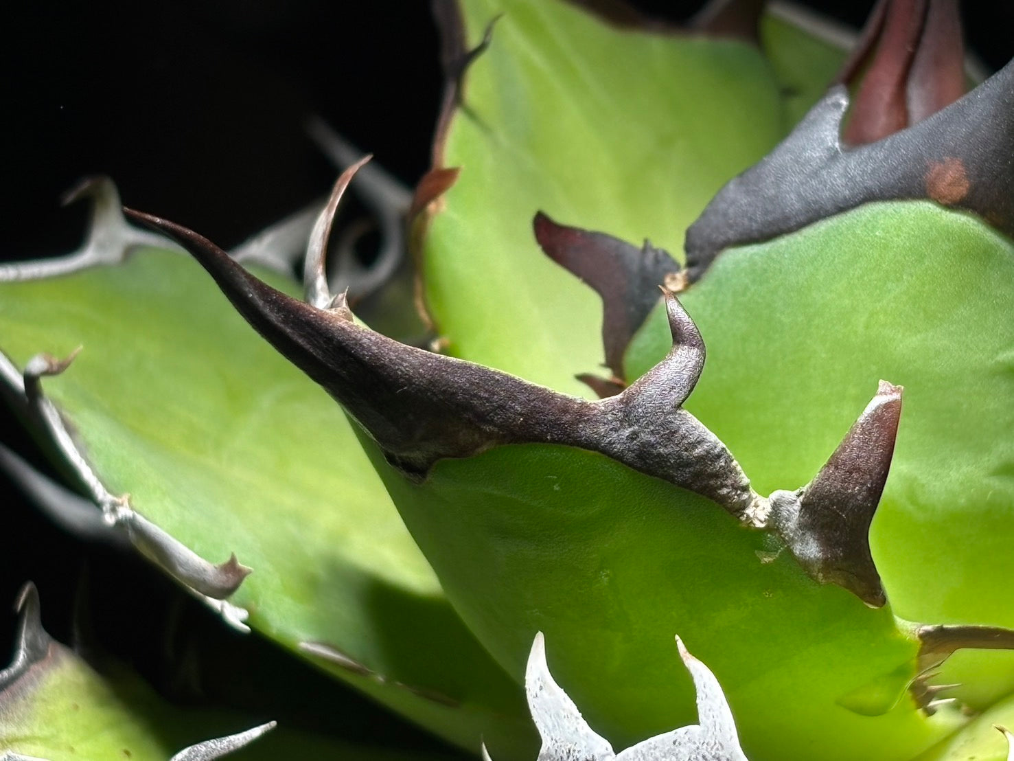 〈Lize‐リゼ〉恐竜牙歯 〈品番-DL-5〉