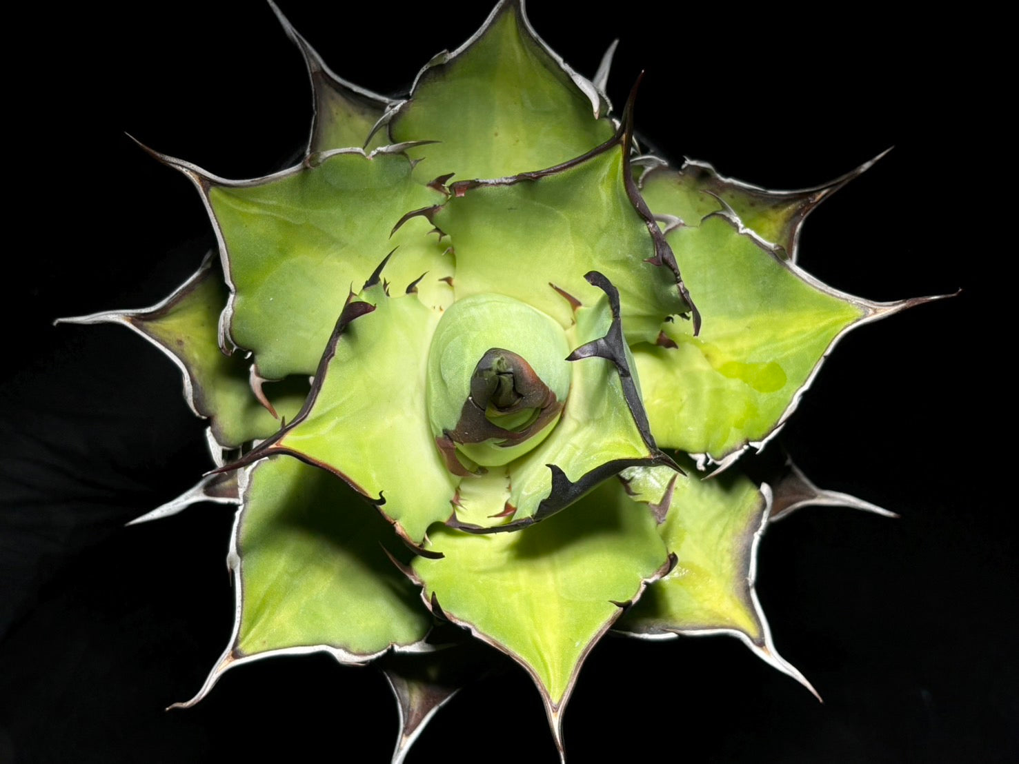 〈Lize‐リゼ〉恐竜牙歯 〈品番-DL-5〉