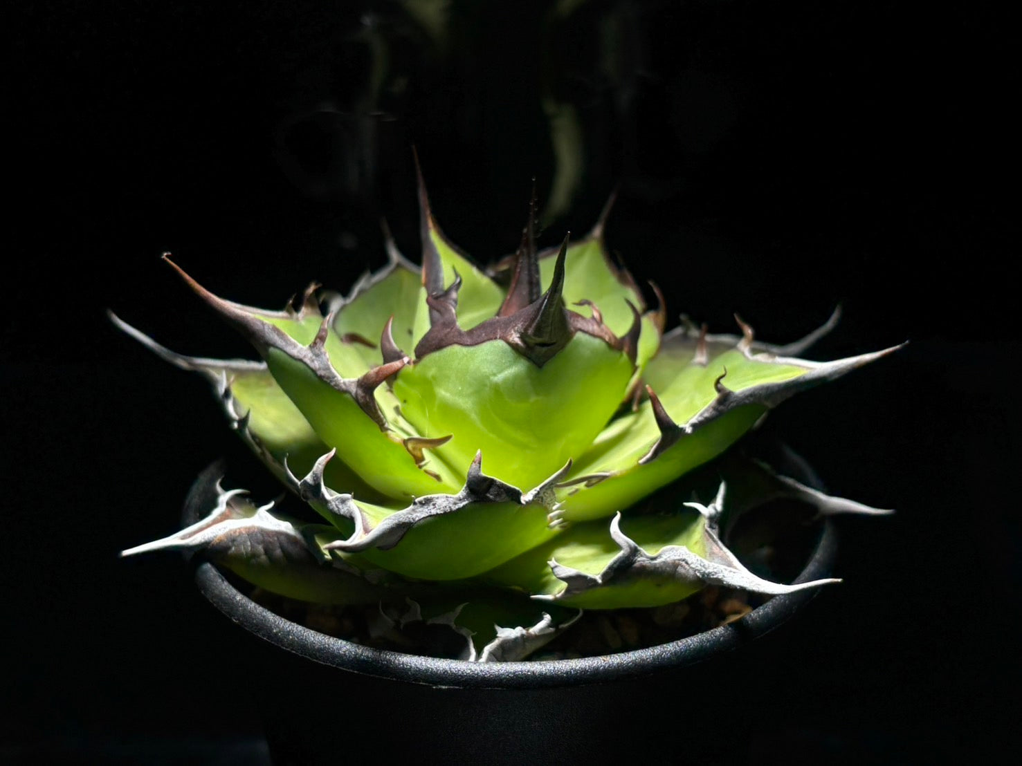 〈Lize‐リゼ〉恐竜牙歯 〈品番-DL-6〉