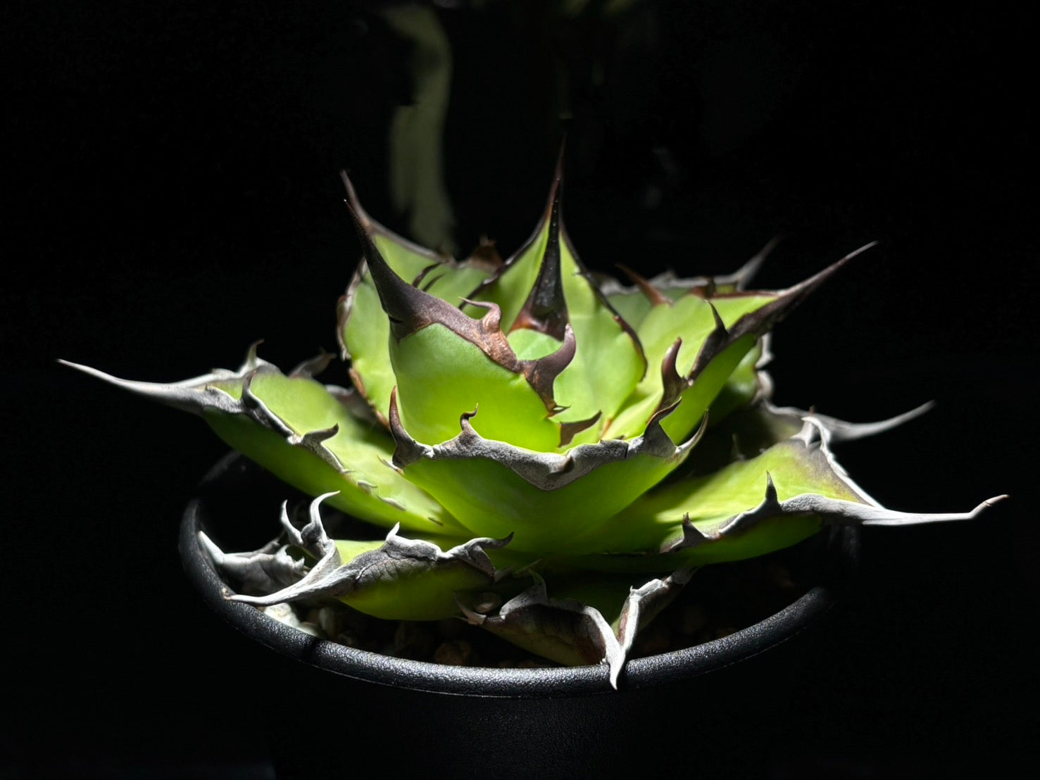 〈Lize‐リゼ〉恐竜牙歯 〈品番-DL-6〉