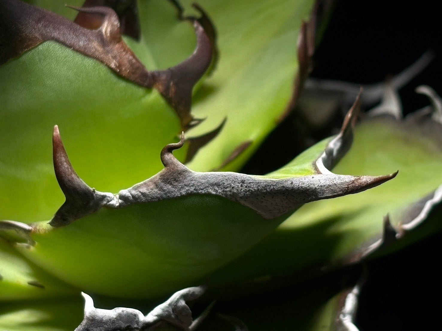 〈Lize‐リゼ〉恐竜牙歯 〈品番-DL-6〉