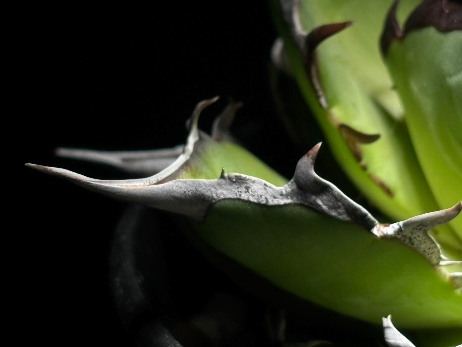 〈Lize‐リゼ〉恐竜牙歯 〈品番-DL-6〉