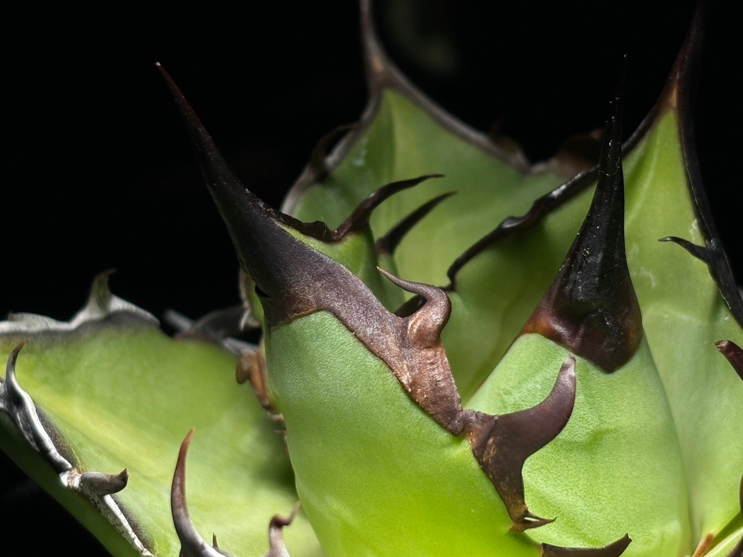 〈Lize‐リゼ〉恐竜牙歯 〈品番-DL-6〉