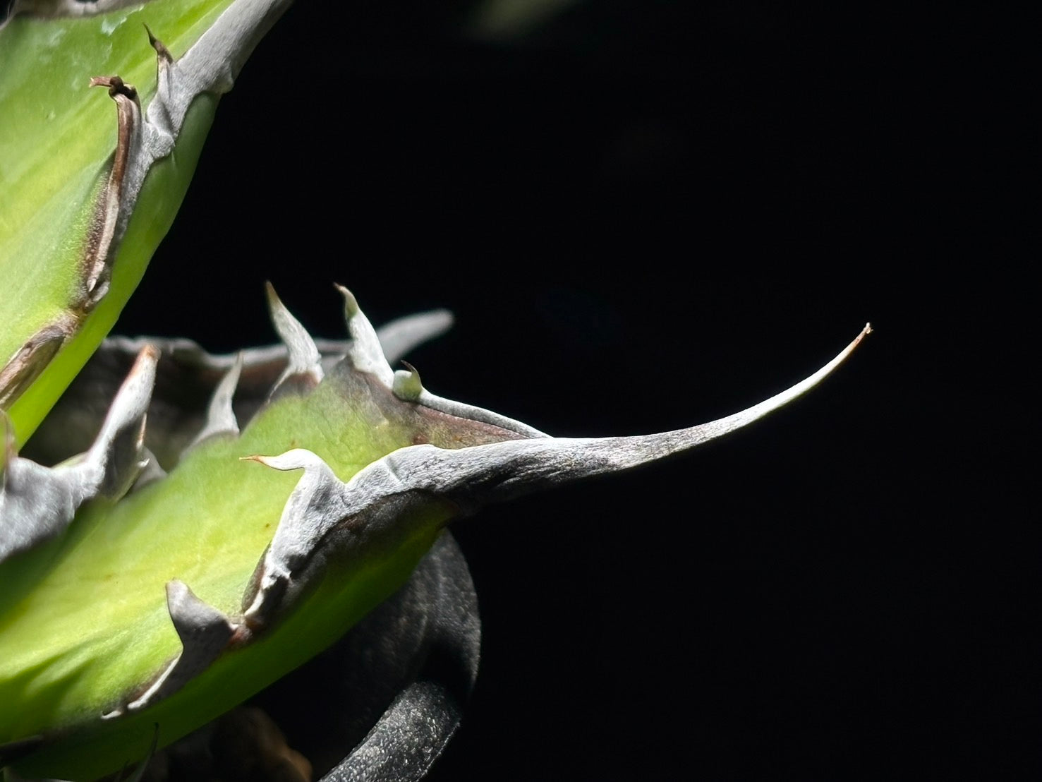 〈Lize‐リゼ〉恐竜牙歯 〈品番-DL-6〉