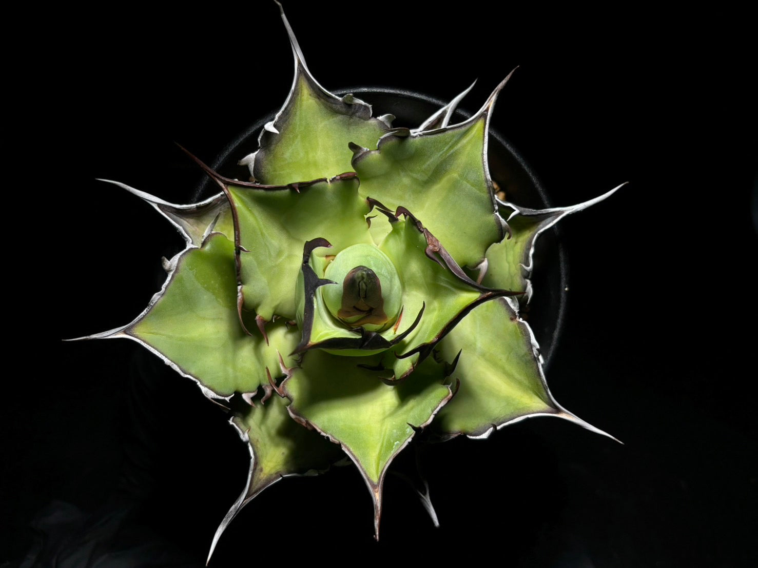 〈Lize‐リゼ〉恐竜牙歯 〈品番-DL-6〉