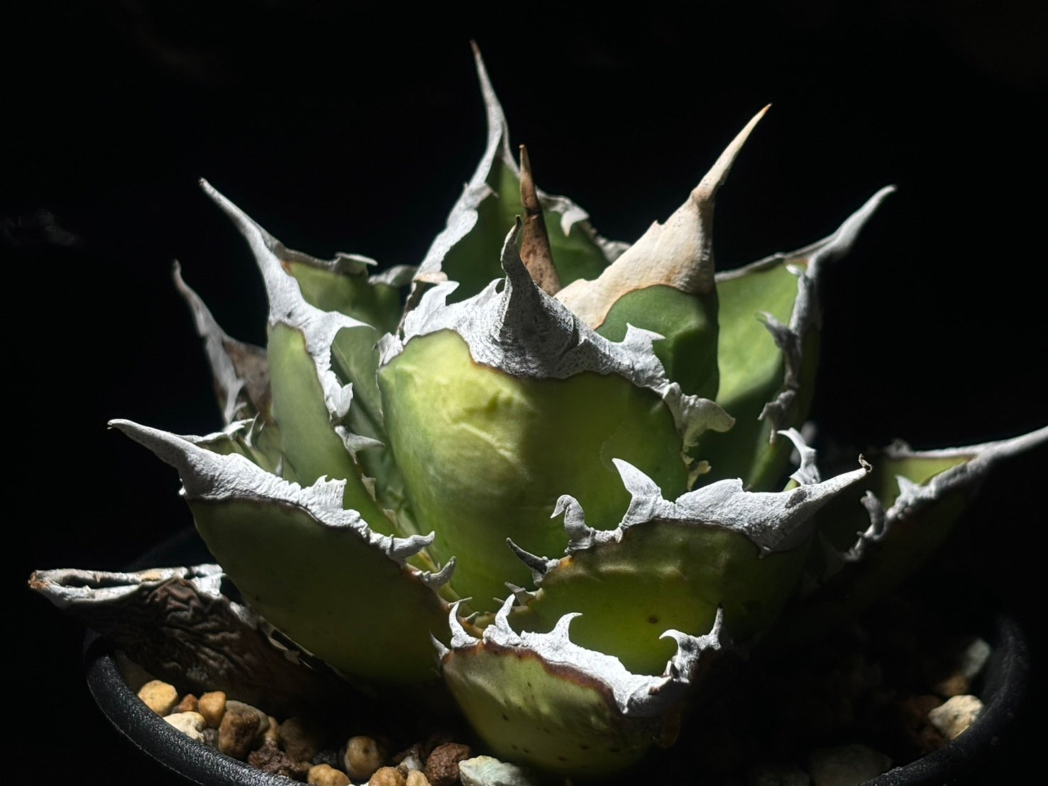 〈Lize‐リゼ〉帝王蠍〈品番‐BRL-1〉