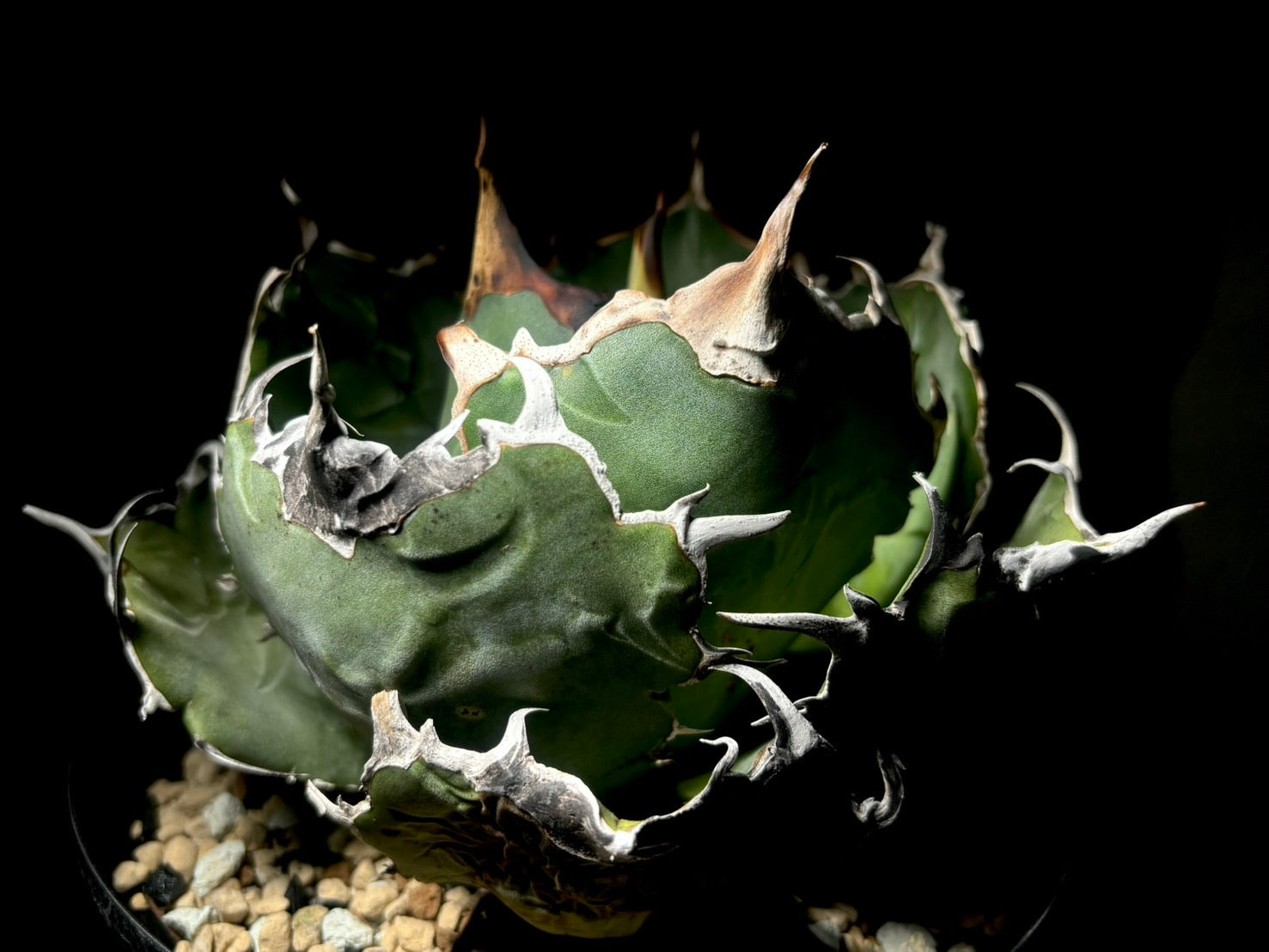 〈Lize-リゼ〉白鯨〈GL-7〉