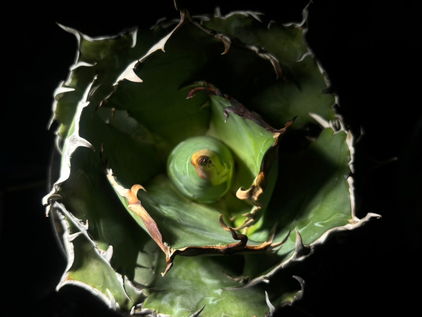 〈Lize-リゼ〉白鯨〈GL-7〉