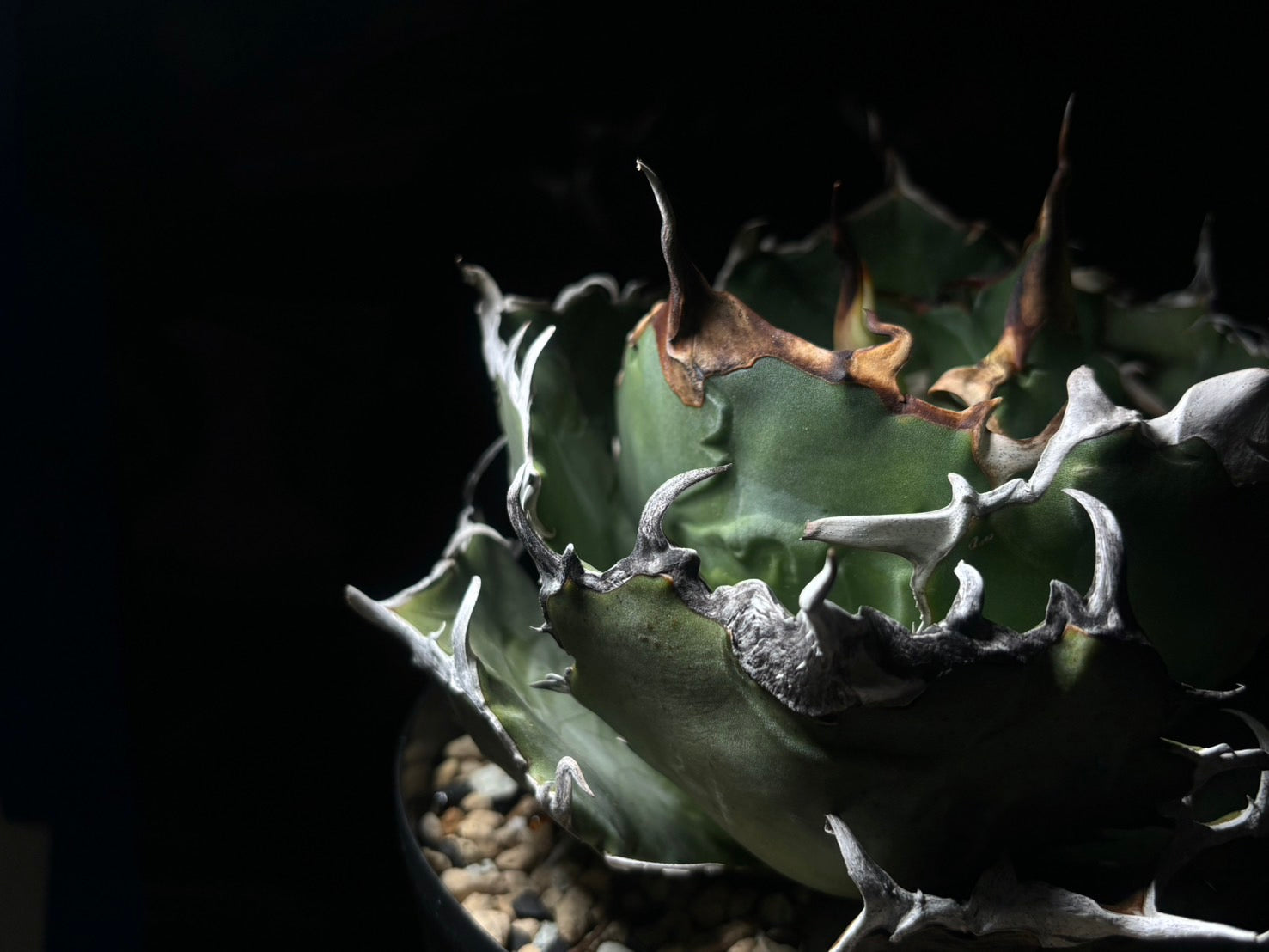 〈Lize-リゼ〉白鯨〈GL-7〉