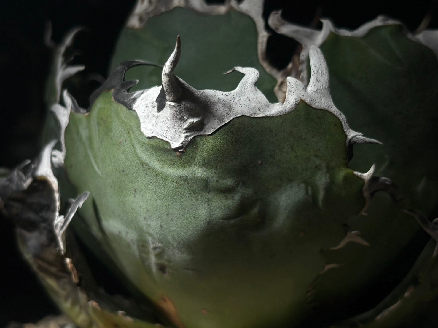 〈Lize-リゼ〉白鯨〈GL-7〉