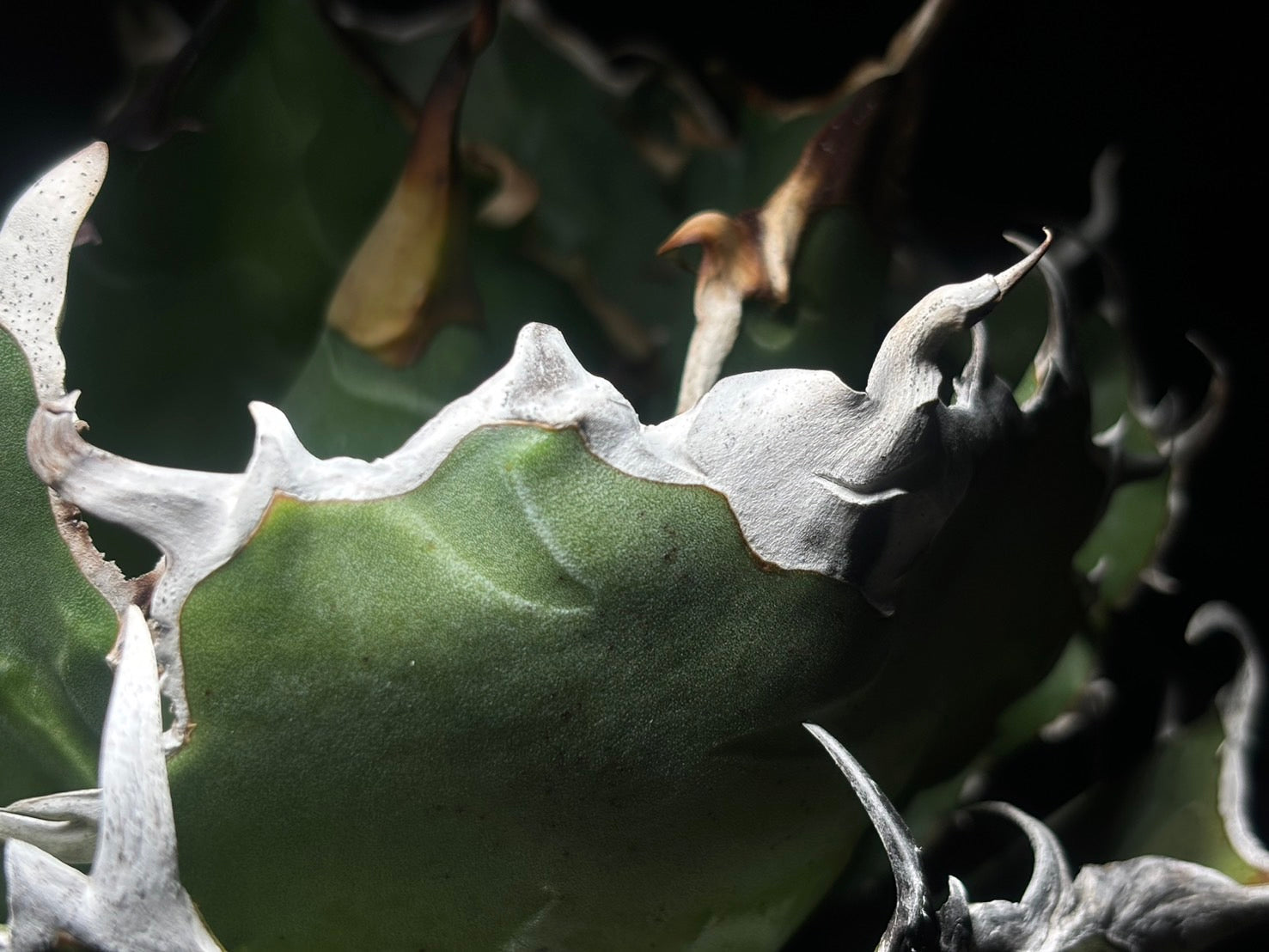 〈Lize-リゼ〉白鯨〈GL-7〉