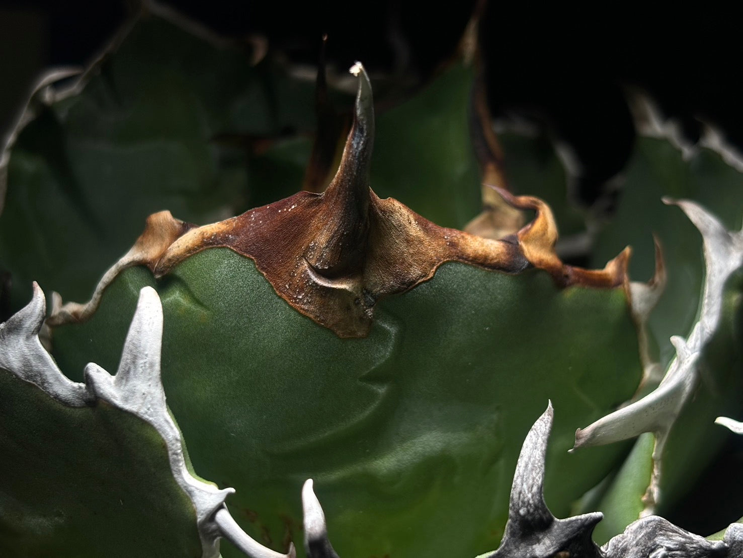 〈Lize-リゼ〉白鯨〈GL-7〉