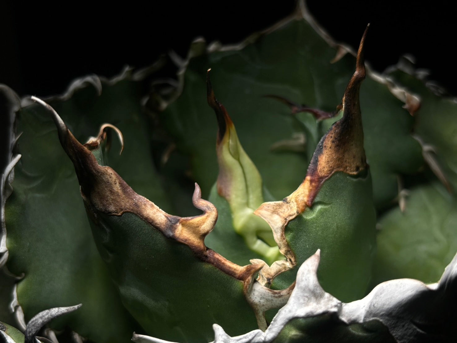 〈Lize-リゼ〉白鯨〈GL-7〉