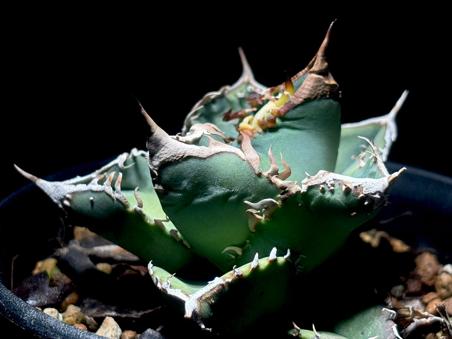 星空〈品番-AFP-1〉