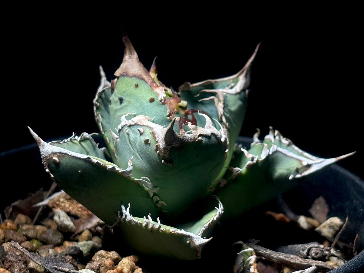 星空〈品番-AFP-1〉