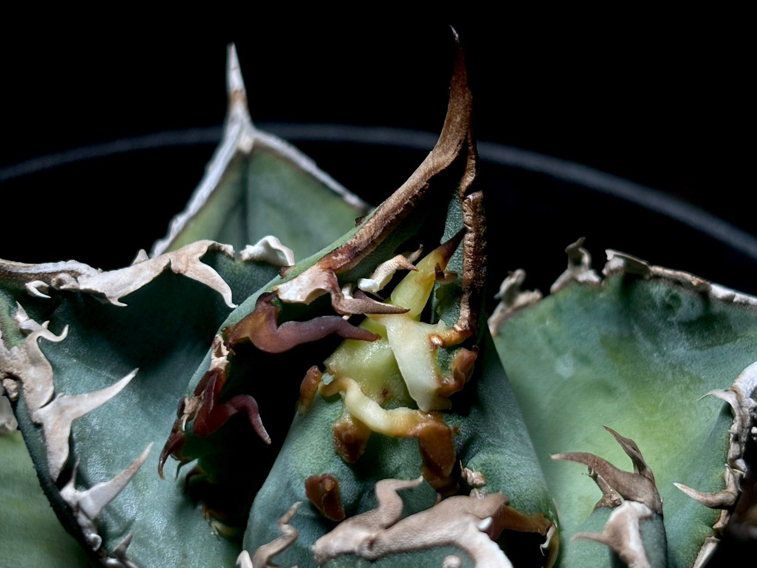 星空〈品番-AFP-1〉