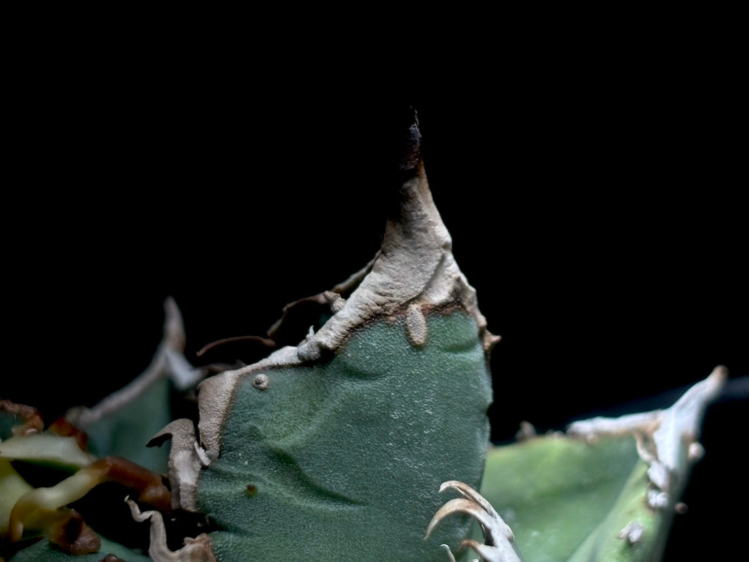 星空〈品番-AFP-1〉
