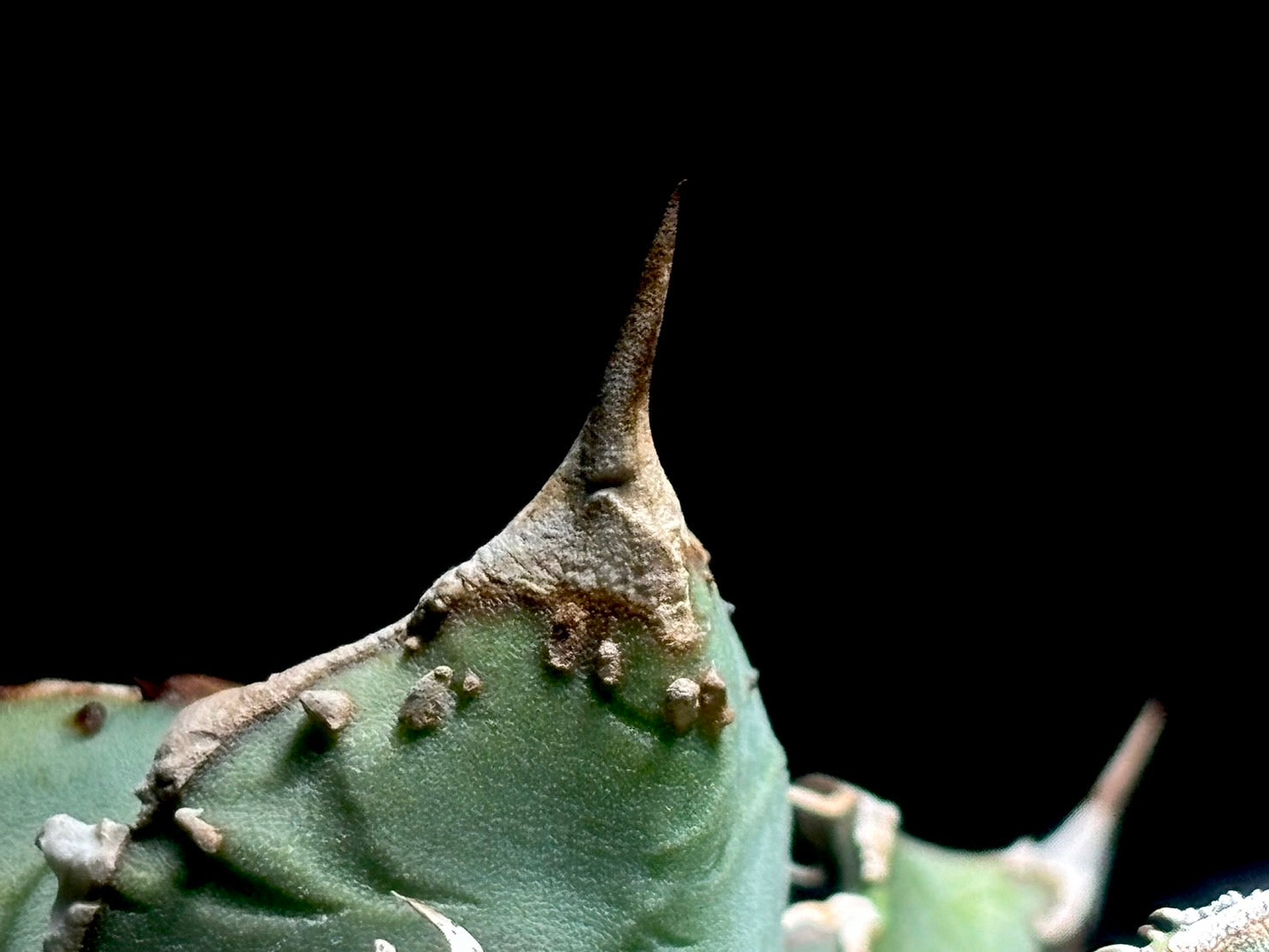 星空〈品番-AFP-1〉