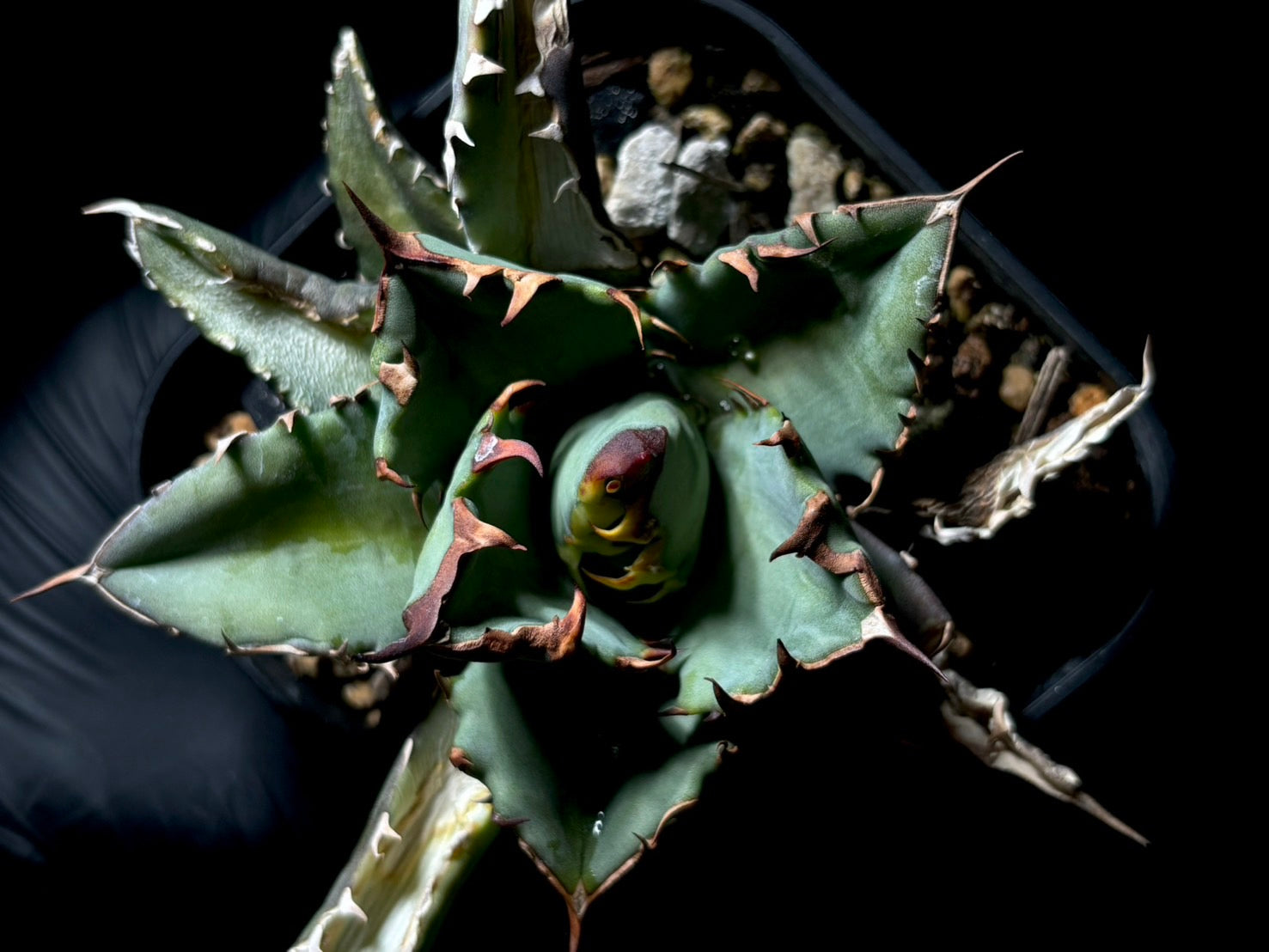 〈TC株〉緑幽霊【品番‐AG】