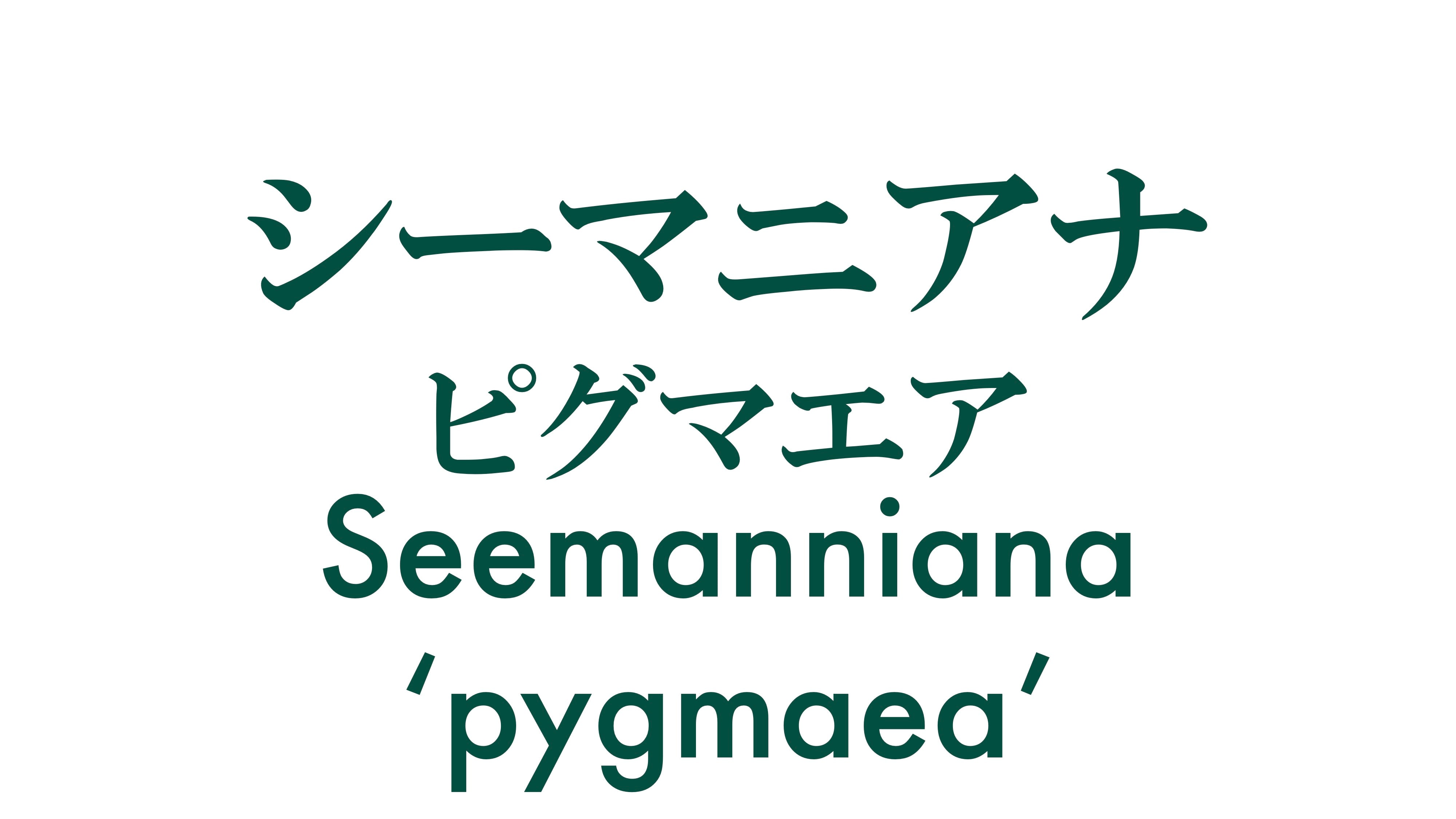シーマニアナピグマエア