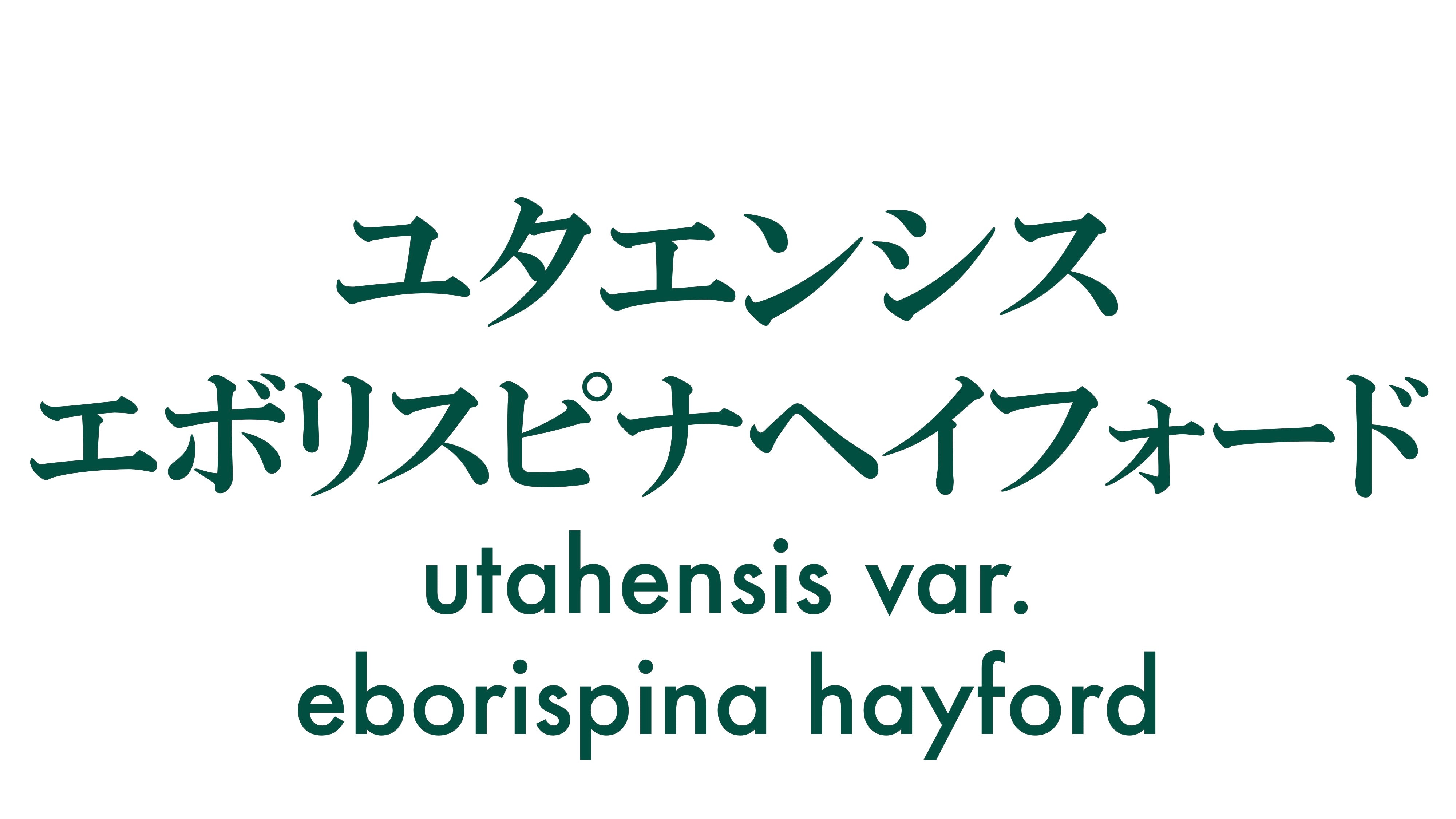 アトロヴィレンス